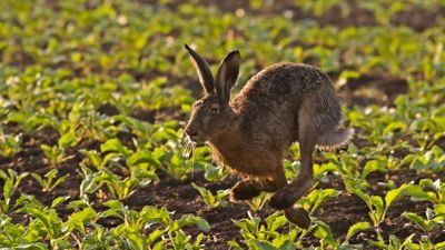 Hasenpest auch für Menschen gefährlich: „Kontakt mit Wildtieren vermeiden“